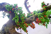 "Say như điếu đổ" loạt sung bonsai độc lạ đẹp mê mẩn 