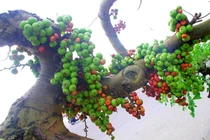 "Say như điếu đổ" loạt sung bonsai độc lạ đẹp mê mẩn 