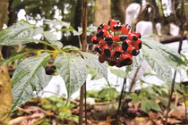 Tò mò loại hạt đắt nhất Việt Nam, giá tới 240 triệu đồng/kg