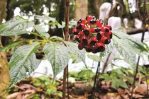 Tò mò loại hạt đắt nhất Việt Nam, giá tới 240 triệu đồng/kg