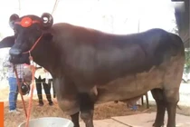 Kinh ngạc trâu khổng lồ 1,5 tấn, giá bằng 2 chiếc Rolls-Royce 
