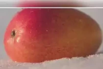 Xoài “mặt trời trong tuyết” hơn 5 triệu/quả được trồng thế nào?