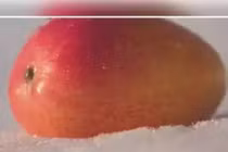 Xoài “mặt trời trong tuyết” hơn 5 triệu/quả được trồng thế nào?