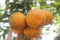 Giống cam “tiến vua” 80.000 đồng/quả tại vườn có gì đặc biệt? 