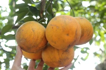 Giống cam “tiến vua” 80.000 đồng/quả tại vườn có gì đặc biệt? 