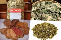 Những loại lá rụng đầy đường bất ngờ thành "đặc sản" rất đắt hàng