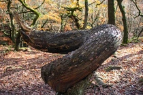 Sự thật chấn động thế giới đằng sau loài cây bí ẩn “đẻ ra tiền"