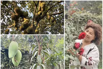 Mê mẩn vườn cây trĩu quả trong nhà NSND Thanh Hoa