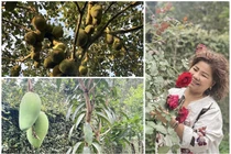 Mê mẩn vườn cây trĩu quả trong nhà NSND Thanh Hoa