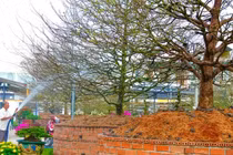 Cận cảnh vườn mai cổ trăm tỷ của đại gia An Giang