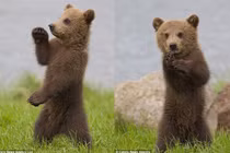 “Phát sốt” với màn biểu diễn kungfu của gấu con 