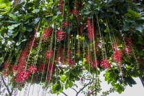 6 loại cây hút lộc nên trồng trong nhà để “tiền vào như nước“