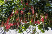 6 loại cây hút lộc nên trồng trong nhà để “tiền vào như nước“