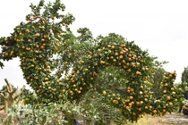 Cận cảnh quất “hóa rồng” chờ đón Tết Giáp Thìn 2024 