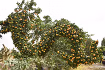 Cận cảnh quất “hóa rồng” chờ đón Tết Giáp Thìn 2024 