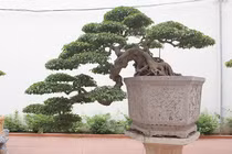 Chiêm ngưỡng sanh cổ "mọc ngược" giá 10 tỷ của nữ đại gia Phú Thọ