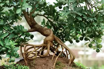 Tận mục quất mộc căn giá chục triệu “ngóng” đại gia chơi Tết 2025 