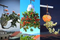 Vườn bonsai mọc ngược độc nhất vô nhị ở Việt Nam