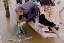 Rùa biển 50kg quý hiếm mắc lưới ngư dân Quảng Ngãi