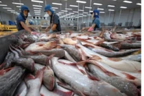 Cá tra xuất khẩu sang thị trường EU tăng gần 30%