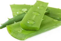 Lô hội chữa táo bón