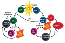 Gắn “ăngten” cho tế bào miễn dịch nhận biết ung thư