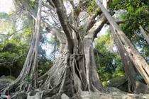 Đa là cây bất tử