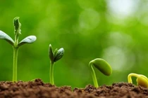 Sóng siêu âm làm hạt nhanh nảy mầm