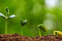 Sóng siêu âm làm hạt nhanh nảy mầm