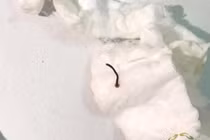 Tắm suối vắt... bơi trong mắt 