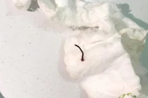 Tắm suối vắt... bơi trong mắt 