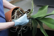 Giữ ẩm cho cây bằng giẻ lau