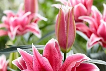 Những loài hoa kiêng kị đặt trên bàn thờ dịp Tết Nguyên Đán