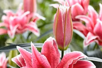 Những loài hoa kiêng kị đặt trên bàn thờ dịp Tết Nguyên Đán