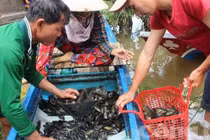 Những xóm du cư mùa nước nổi