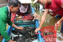 Những xóm du cư mùa nước nổi