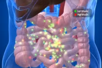 Sức khỏe đường ruột quyết định sức đề kháng