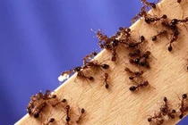 Mẹo đuổi kiến