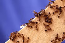 Mẹo đuổi kiến