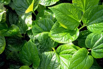 Lá lốt chữa viêm nhiễm âm đạo