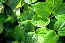 Lá lốt chữa viêm nhiễm âm đạo