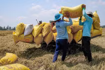 Đồng ý xuất khẩu gạo trở lại bình thường từ 1/5