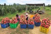 Hơn 400.000 tấn nông sản ở các tỉnh, thành phía Nam vẫn bí đầu ra