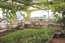 “Vườn rau” dinh dưỡng, an toàn cho dân đô thị