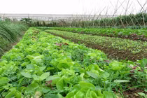 Canh tác hữu cơ khó đến mức độ nào?