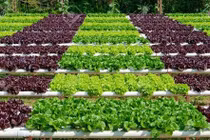 Tiêu chí nông nghiệp hữu cơ