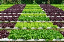 Tiêu chí nông nghiệp hữu cơ