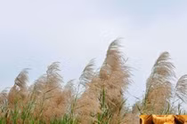 Trà dược chống nóng nắng và bệnh tật mùa hè