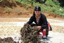 Lương y Lý Thị Mai: đôi tay vàng chữa bệnh