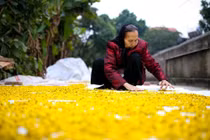 Tự bào chế hoa cúc chữa bệnh, làm đẹp